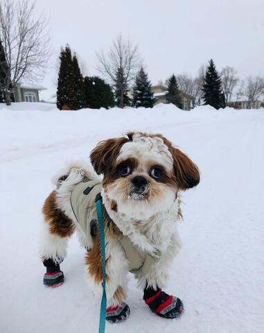 Shichon out for a walk in winter