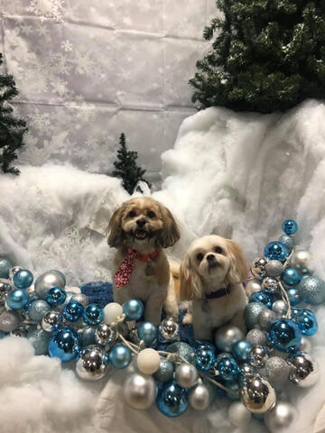 Two Shichons at Christmas