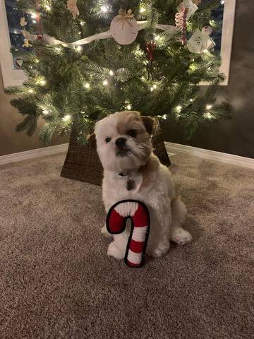 Schichon at Christmas time