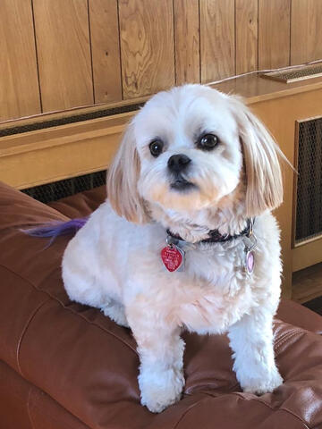 Shichon on couch