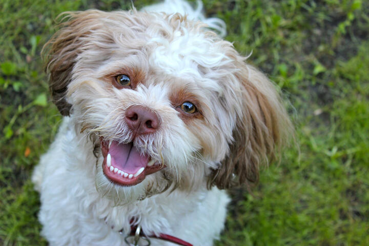 Happy Shichon