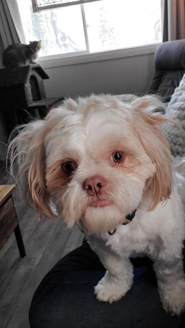 Curious Shichon