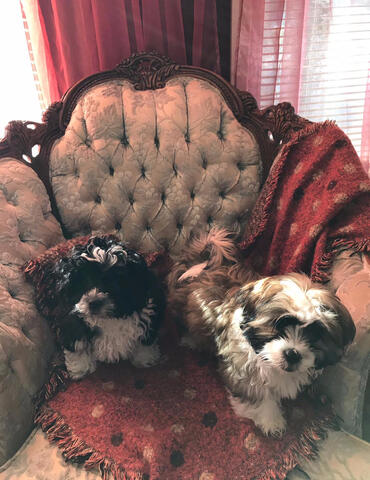 Two Shichons sitting on chair