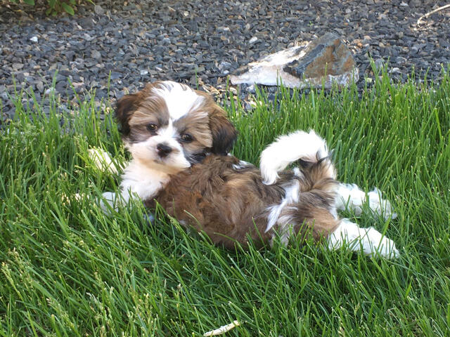 Shichon playing in grass