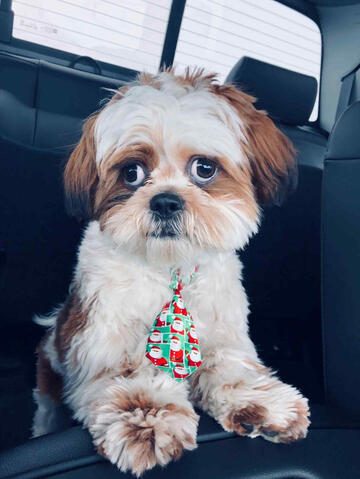 Shichon Wearing Tie