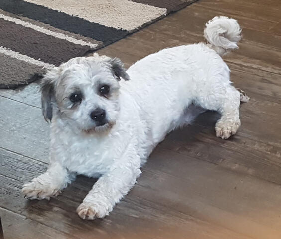 Schichon laying down