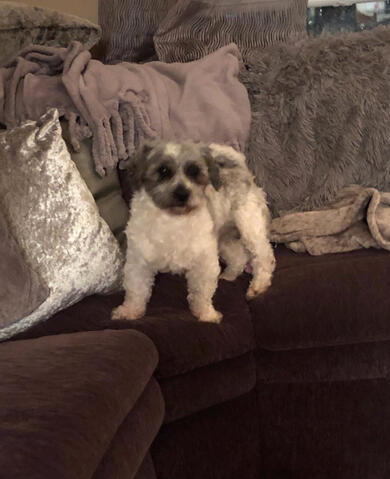 Shichon on couch