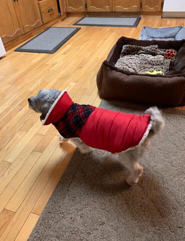 Shichon wearing sweater