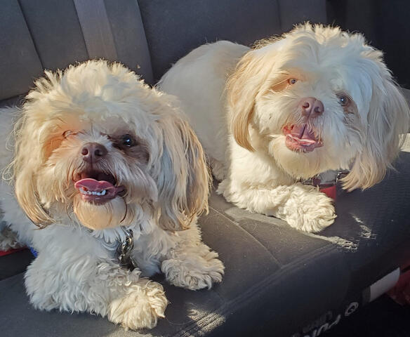 Two Shichons in Vehicle