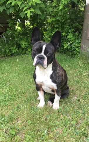 Frenchton outside on the grass