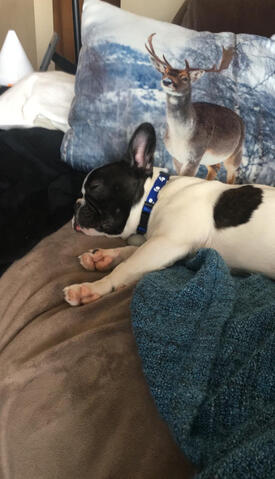 Frenchton sleeping