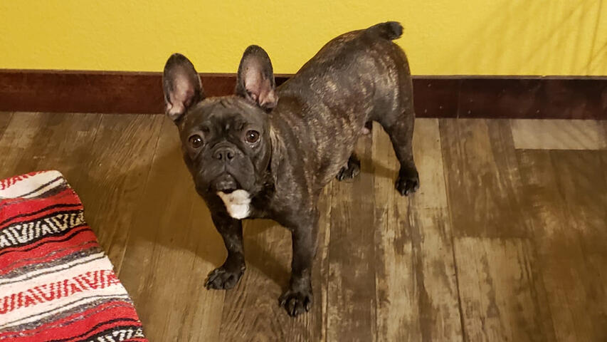 Frenchton looking inquisitive