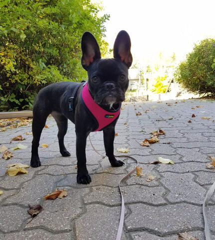 Frenchton on a walk