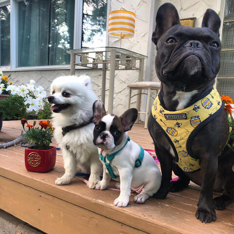 Two Frenchtons and sibling sitting on a deck