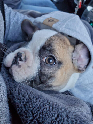 Frenchton wearing hoodie