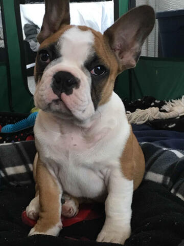 Frenchton on desk Frenchton on desk