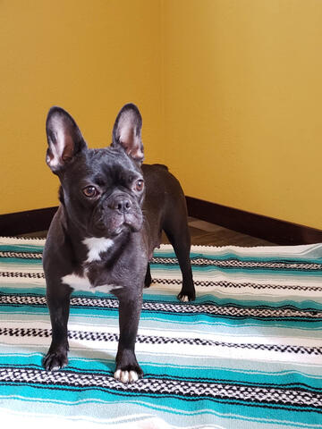 Frenchton with yellow background