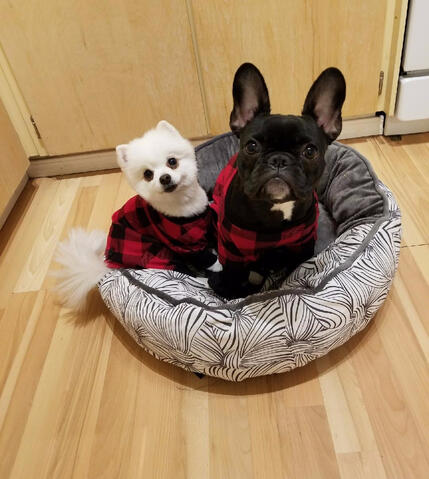 Frenchton and his sibling