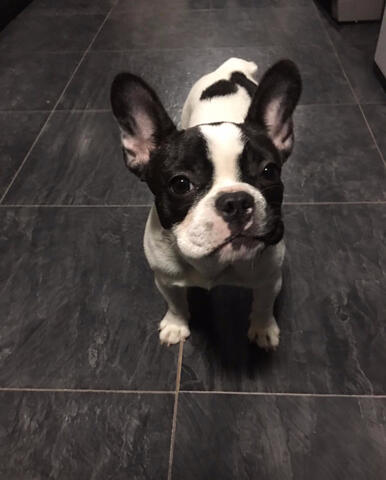 Frenchton being a good dog