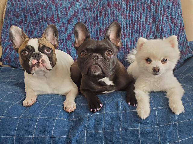 Two Frenchtons and their sibling