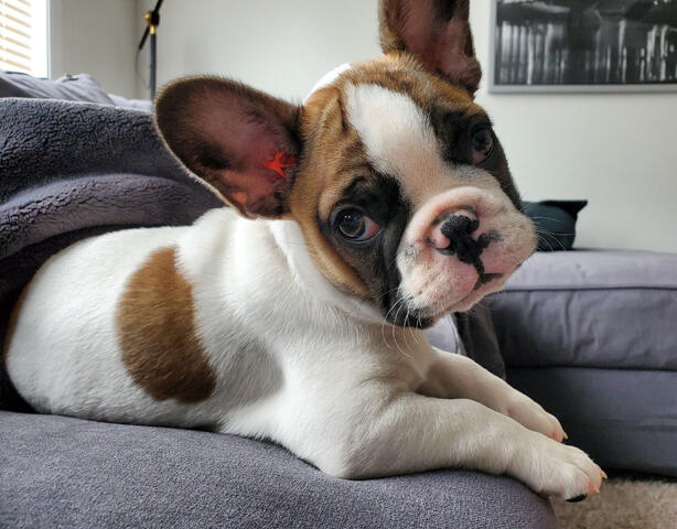 Frenchton posing for the camera