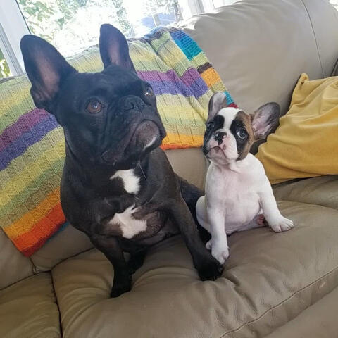 Two Curious Frenchtons