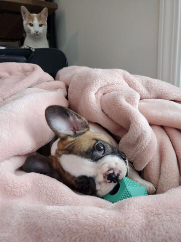 Frenchton chewing toy while cat watches in background