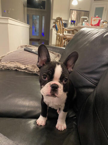 Frenchton on couch