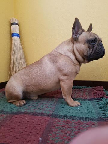 Handsome frenchton Handsome frenchton