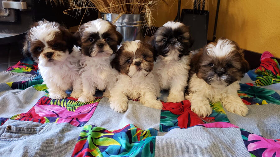 Shichons (Shih Tzu/Bichon cross)