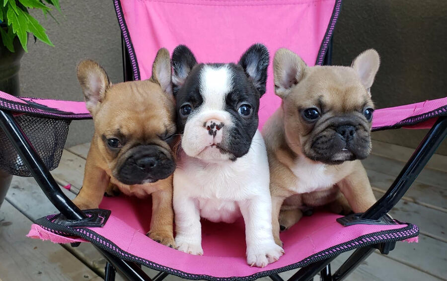 Frenchtons (French Bulldog/Boston Terrier Cross)