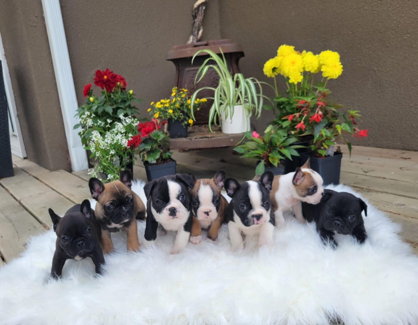Frenchton litter
